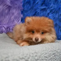 Teddy, a male Pomeranian for sale in Donna, TX – 4 of 9