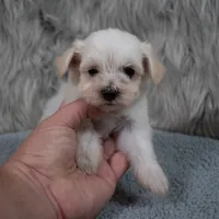 Becky , a female Maltipoo for sale in Donna, TX – 3 of 6