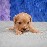 Bentley - 7 day return guarantees, a male Cavapoo for sale in Donna, TX – 2 of 10