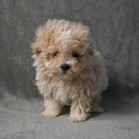 Max, a male Maltipoo for sale in Donna, TX – 8 of 9
