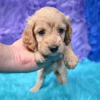Duke , a male Cockapoo for sale in Donna, TX – 4 of 6