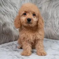 Ranger, a male Miniature Goldendoodle for sale in Donna, TX – 6 of 9