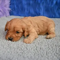 Ace - 7 day return guarantees, a male Cavapoo for sale in Donna, TX – 6 of 10