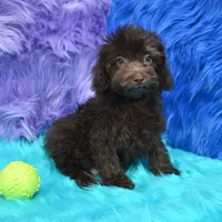 Buddy , a male Poodle - Miniature  for sale in Donna, TX – 6 of 6