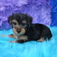 Cooper, a male Yorkshire Terrier for sale in Donna, TX – 10 of 10