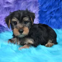 Cooper, a male Yorkshire Terrier for sale in Donna, TX – 3 of 10