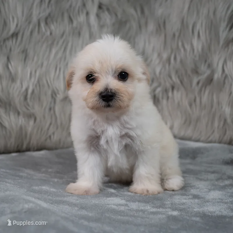 Raul  – Maltipoo puppy for sale in Donna, TX
