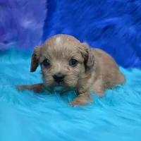 Dixie , a female Cavapoo for sale in Donna, TX – 5 of 7