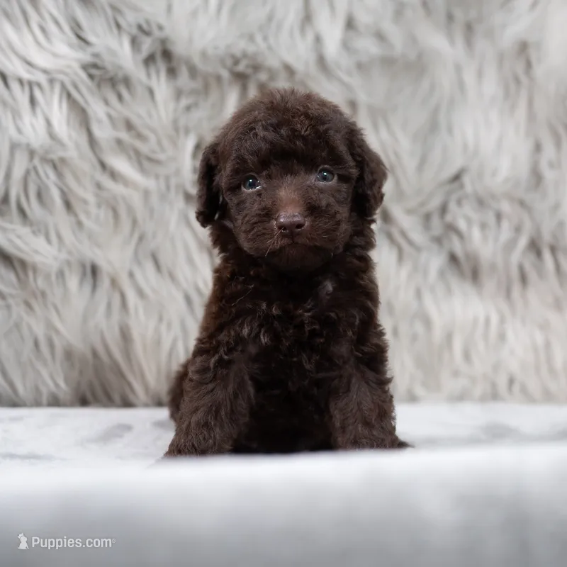 Athena  – Poodle - Miniature  puppy for sale in Donna, TX