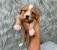 Leo, a male Cavapoo for sale in Donna, TX – Photo 2 of 6