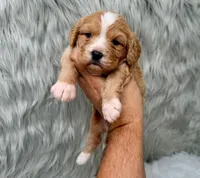 Leo, a male Cavapoo for sale in Donna, TX – Photo 3 of 6
