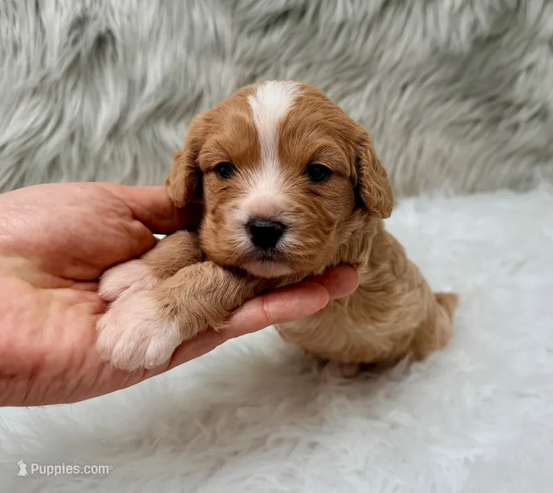 Leo – Cavapoo puppy for sale in Donna, TX