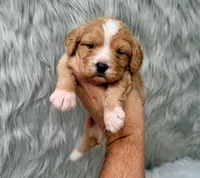 Leo, a male Cavapoo for sale in Donna, TX – Photo 4 of 6
