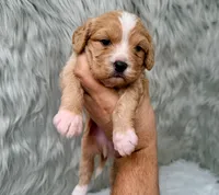 Leo, a male Cavapoo for sale in Donna, TX – Photo 5 of 6