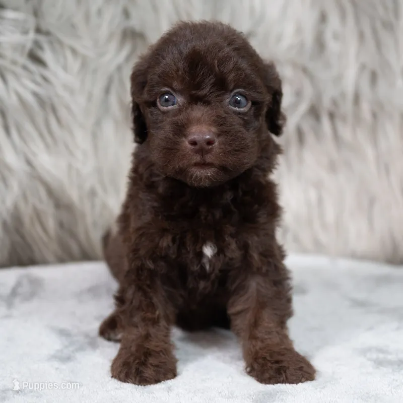 Vilma  – Poodle - Miniature  puppy for sale in Donna, TX