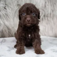 Vilma , a female Poodle - Miniature  for sale in Donna, TX – 1 of 7