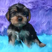 Izzy , a female Yorkshire Terrier for sale in Donna, TX – 9 of 9
