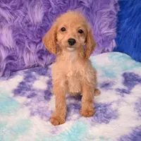 Dexter , a male Cockapoo for sale in Donna, TX – 2 of 10