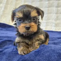3939, a male Yorkshire Terrier for sale in Donna, TX – 1 of 10
