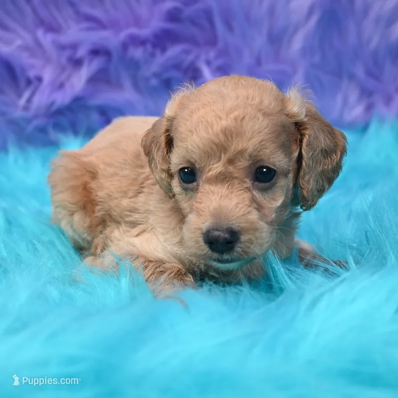 Dexter  – Cockapoo puppy for sale in Donna, TX