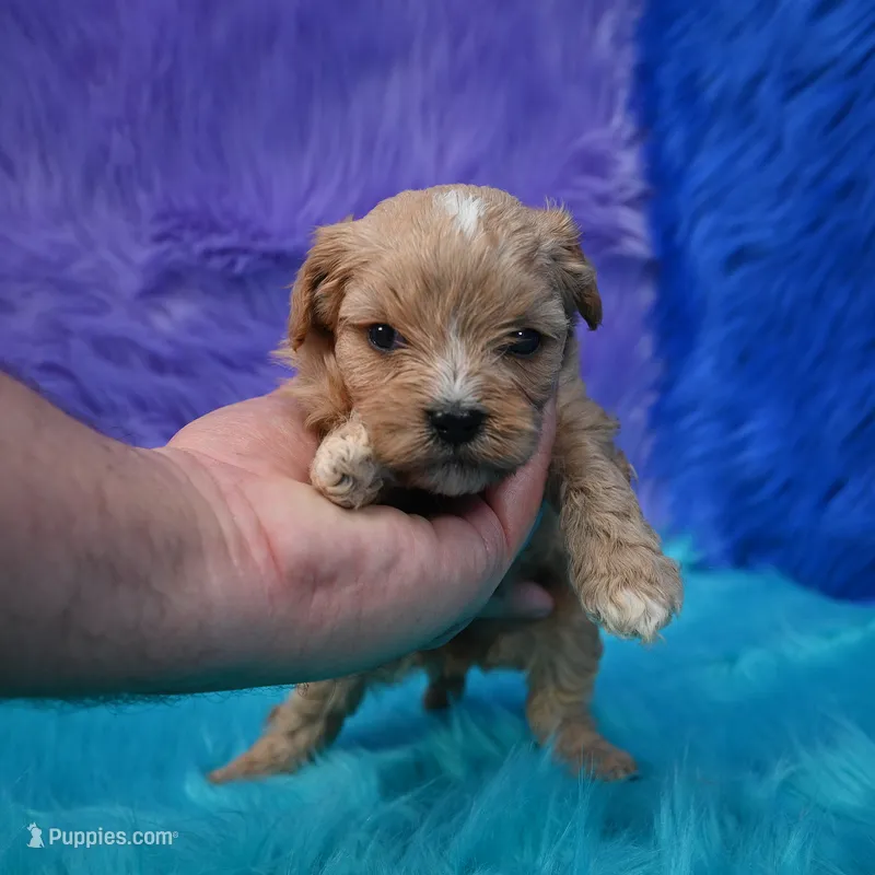 Duchess – Cavapoo puppy for sale in Donna, TX