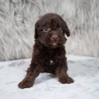Vilma , a female Poodle - Miniature  for sale in Donna, TX – 2 of 7