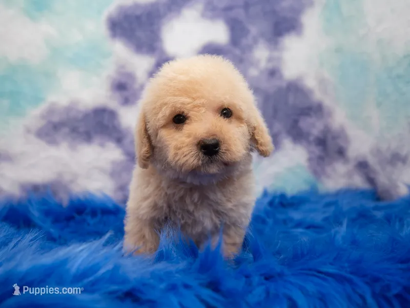 Rocky  – Poodle - Miniature  puppy for sale in Donna, TX