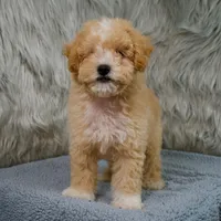Leo  Micro-Mini, a male Miniature Goldendoodle for sale in Donna, TX – 9 of 10