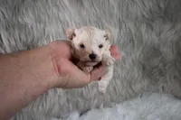 Murphy , a male Maltipoo for sale in Donna, TX – 6 of 10