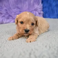 Bentley - 7 day return guarantees, a male Cavapoo for sale in Donna, TX – 4 of 10