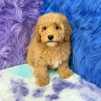 Paul , a male Shihpoo for sale in Donna, TX – 7 of 10