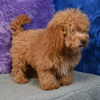 Paul - 7 day return policy, a male Shihpoo for sale in Donna, TX – 6 of 9