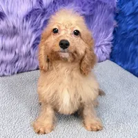 Minnie  - 7 day return guarantees, a female Cockapoo for sale in Donna, TX – 6 of 10