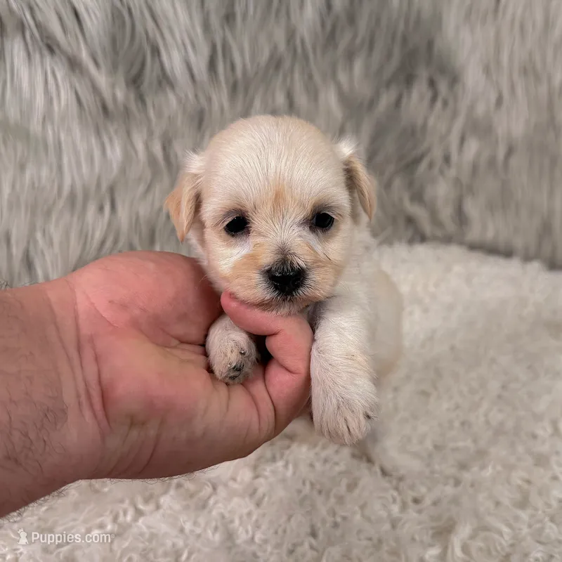 Chloe – Maltipoo puppy for sale in Donna, TX