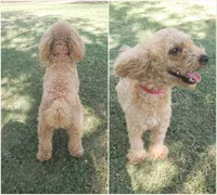 Minnie , a female Cockapoo for sale in Donna, TX – 8 of 8