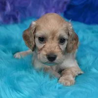 Annie , a female Cockapoo for sale in Donna, TX – 4 of 7