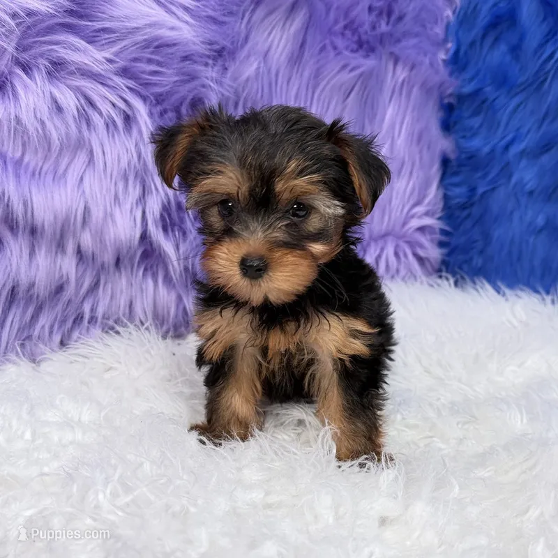 Maggie  – Yorkshire Terrier puppy for sale in Donna, TX
