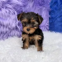 Maggie  - 7 day return guarantees, a female Yorkshire Terrier for sale in Donna, TX – 1 of 10