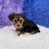 John - 7 day return guarantees, a male Yorkshire Terrier for sale in Donna, TX – 8 of 10