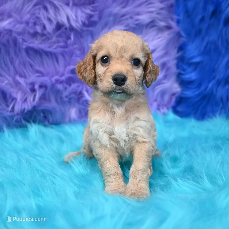 Thor  – Cockapoo puppy for sale in Donna, TX