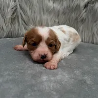 Perla, a female Cavapoo for sale in Donna, TX – Photo 9 of 10