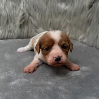 Perla, a female Cavapoo for sale in Donna, TX – Photo 3 of 10