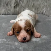 Perla, a female Cavapoo for sale in Donna, TX – Photo 5 of 10