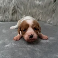 Perla, a female Cavapoo for sale in Donna, TX – Photo 4 of 10