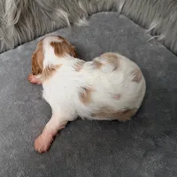 Perla, a female Cavapoo for sale in Donna, TX – Photo 10 of 10