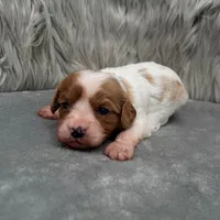 Perla, a female Cavapoo for sale in Donna, TX – Photo 2 of 10