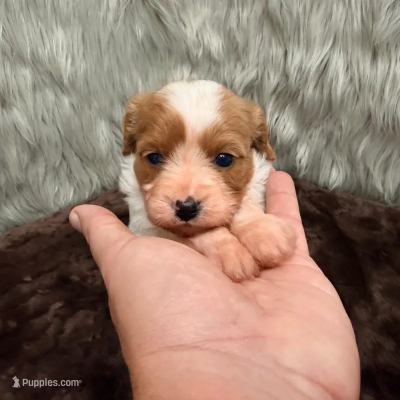 Perla – Cavapoo puppy for sale in Donna, TX