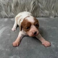 Perla, a female Cavapoo for sale in Donna, TX – Photo 1 of 10