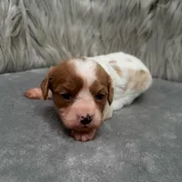 Perla, a female Cavapoo for sale in Donna, TX – Photo 8 of 10