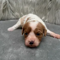 Perla, a female Cavapoo for sale in Donna, TX – Photo 7 of 10